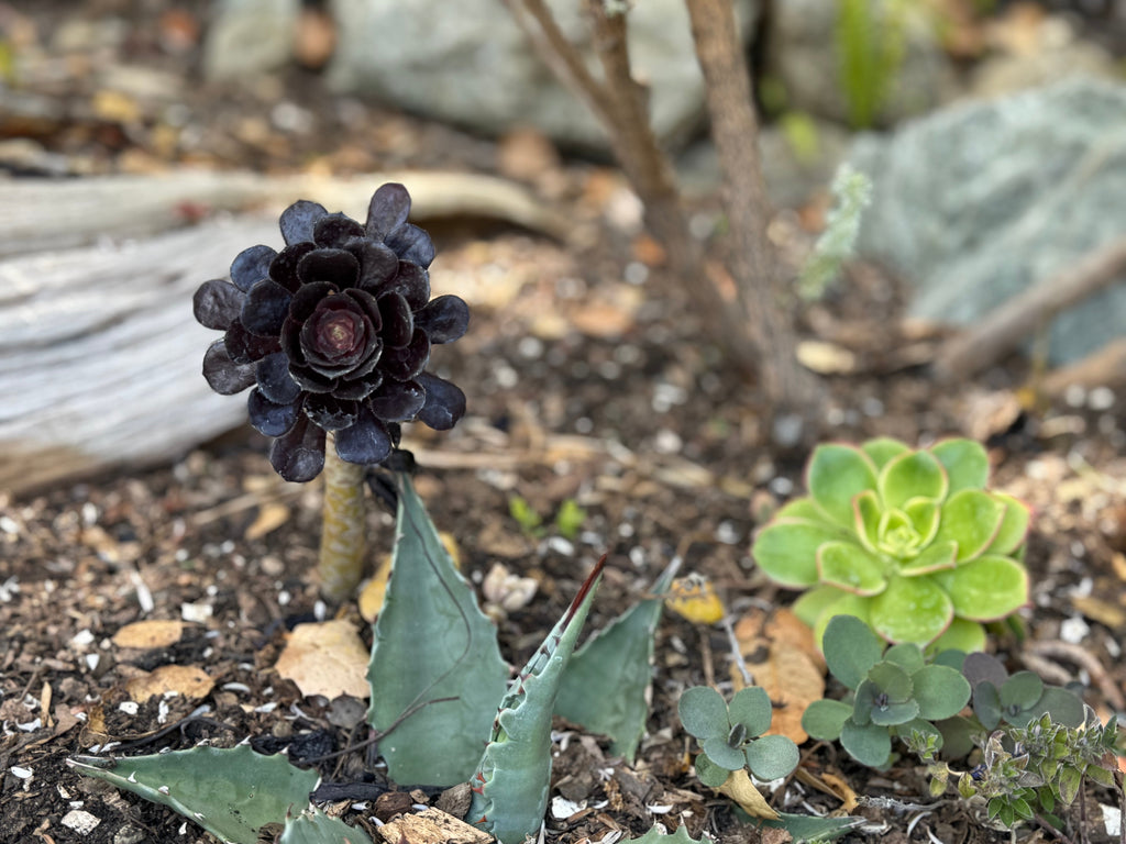 Working through Loss with Hawaiian Wisdom ~ The Grief You Didn't Expect: Mourning the Lives We Used to Live and Carrying the Weight of 'Kaumaha'